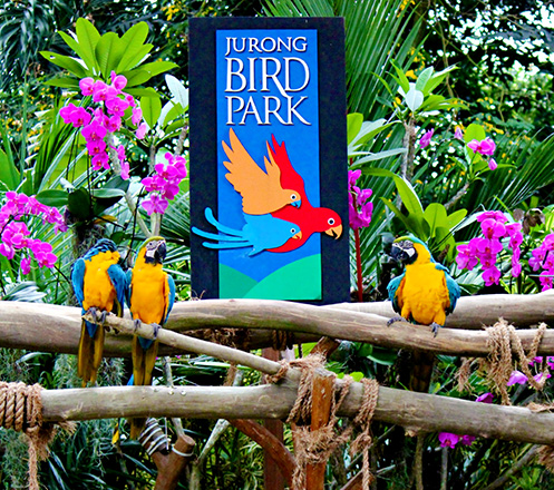 Jurong Bird Park Singapore + Tram