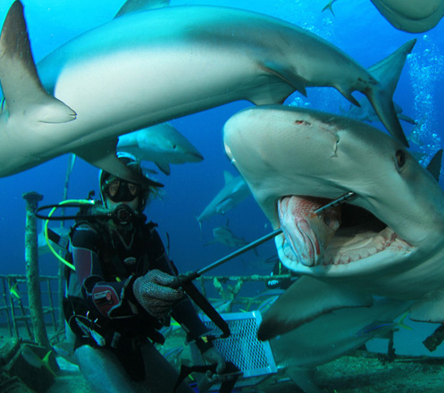 Shark Feeding: Swim with Sharks & Feed Them