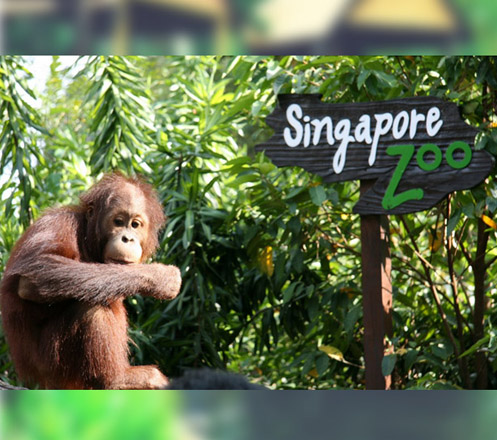 Singapore Zoo + Tram Ride